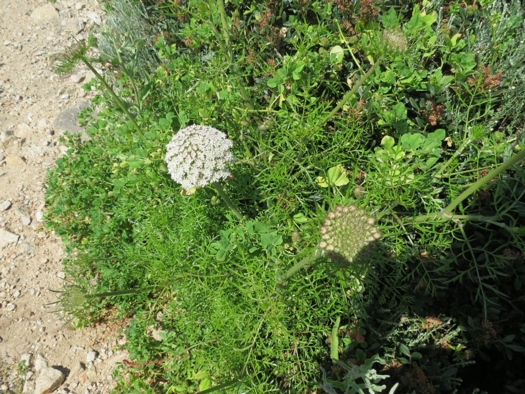 Daucus carota (incluso Daucus gingidium)